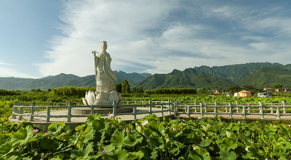 王莽乡千亩荷花