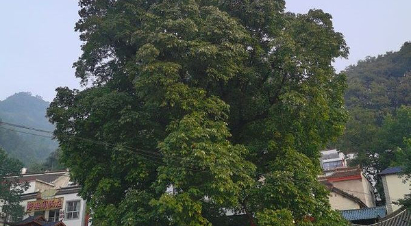 千年菩提树