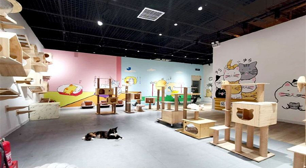 猫咪博物馆(柳巷旗舰店)