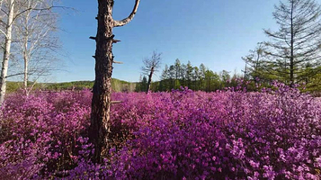 内蒙古呼伦贝尔市阿荣旗良种场