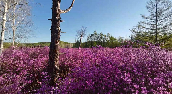内蒙古呼伦贝尔市阿荣旗良种场