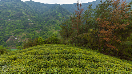 半亩茶园第 3 张图片