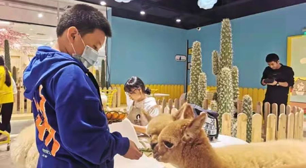 神兽▪羊驼主题馆