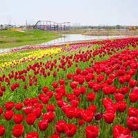 沔州百万花海风景区