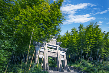 茶山竹海第 1 张图片