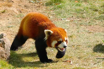 大青山野生动物世界第 83 张图片