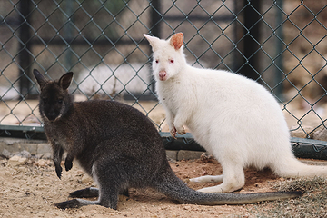七彩澳游世界第 3 张图片