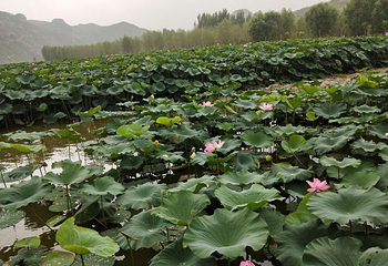 依湾农家风景区第 9 张图片