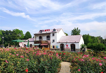 大塘金香草谷第 11 张图片