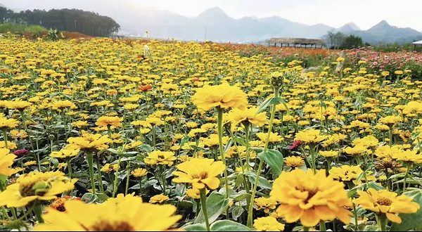 普者黑花仙谷景区