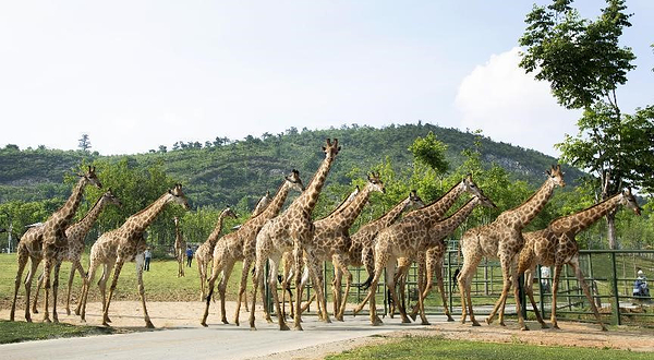 南京金牛湖野生动物王国