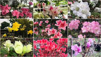 鼎福私家花园第 23 张图片