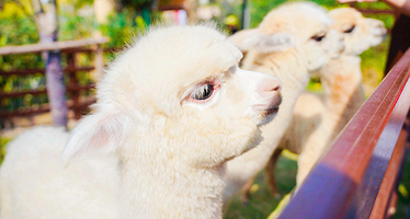 融创·欢喜欢喜乐园