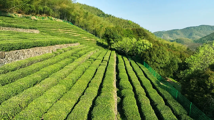 贡茶岭第 1 张图片
