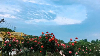 七彩玫瑰庄园第 1 张图片