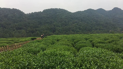 天佛指山国家级自然保护区第 1 张图片