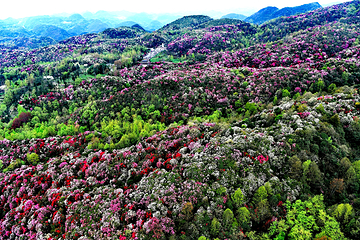 百里杜鹃风景区第 22 张图片