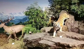 南京师范大学珍稀动植物博物馆