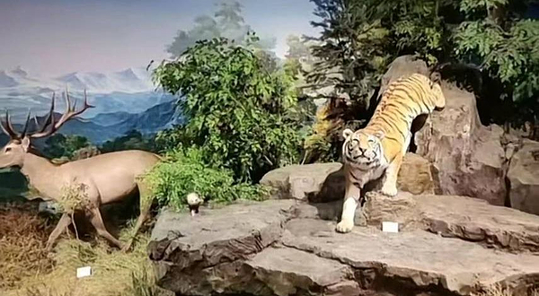 南京师范大学珍稀动植物博物馆