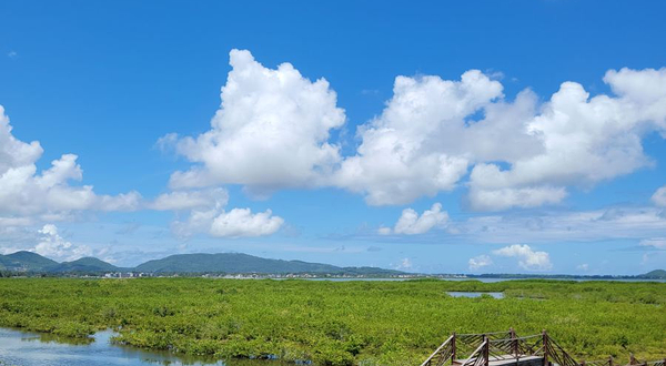 海南陵水红树林国家湿地公园