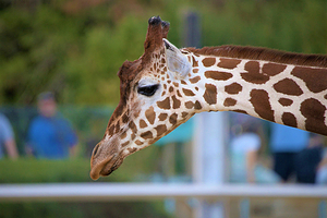 科尔切斯特动物园