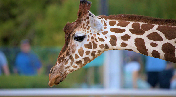 科尔切斯特动物园