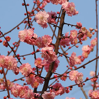 桌山花栖谷