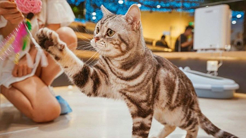 猫咪博物馆(泉舜购物中心店)