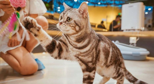 猫咪博物馆(泉舜购物中心店)