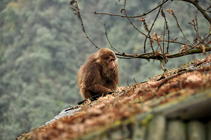 峨眉山生态猴区