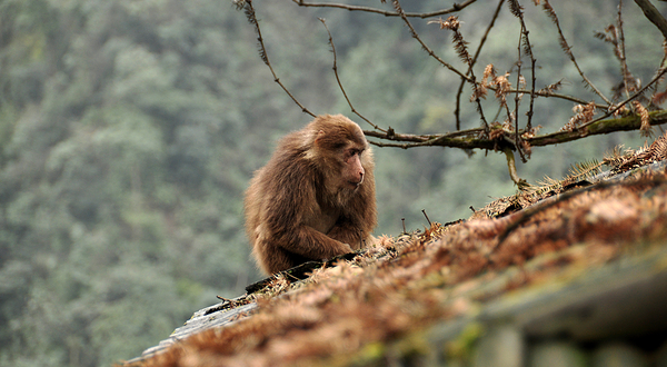 峨眉山生态猴区