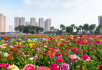 南宁市花卉公园第 4 张图片