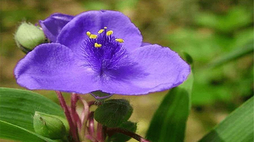 中国科学院桂林植物园