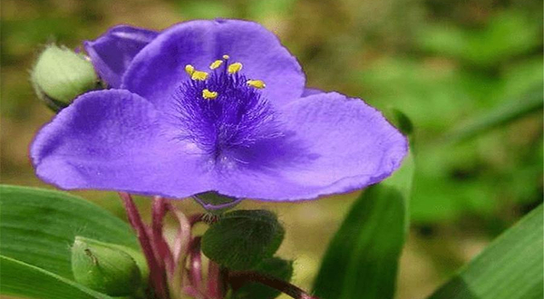 中国科学院桂林植物园