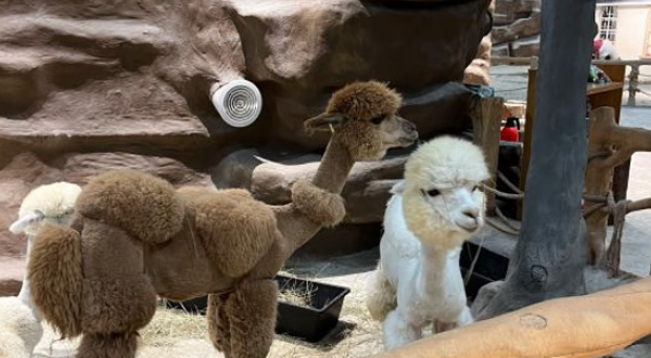 咕咚森林萌宠主题乐园(宁波复悦城店)