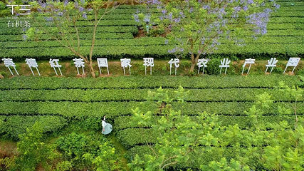 英西峰林·T三有机茶园第 32 张图片