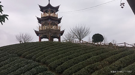 凤冈县知青茶山景区第 1 张图片