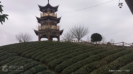 凤冈县知青茶山景区第 3 张图片