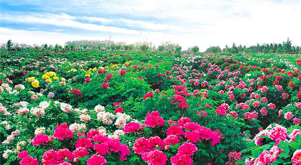 曹州百花园