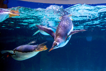 墨尔本水族馆第 29 张图片