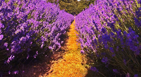 梅菲尔德薰衣草农场