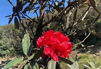 金佛山北坡景区第 60 张图片
