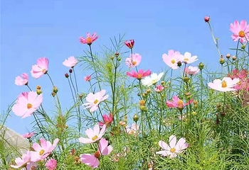 铃兰花海乐园第 18 张图片