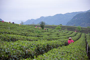 积庆里红茶谷第 45 张图片