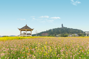 陈抟故里·崇龛花海景区第 12 张图片