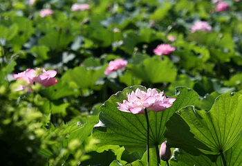 黄水印象·荷花第 22 张图片