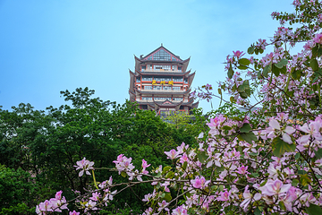 青秀山第 290 张图片
