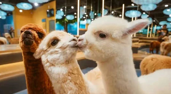 神兽·羊驼主题馆(李沧万达店)