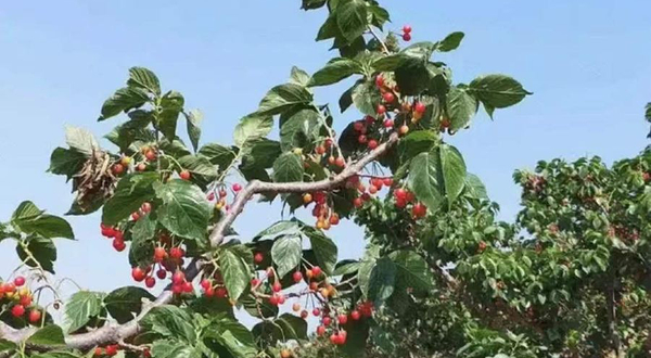 樱桃树下风景区