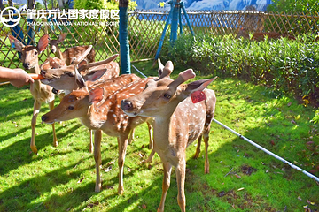 万达寻安鹿园第 8 张图片